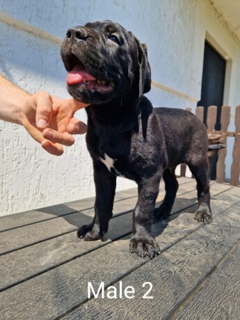 cane-corso-prelepi-stenci-big-4