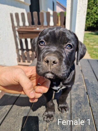 cane-corso-prelepi-stenci-big-3