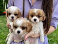 cavalier-king-charles-spaniel-stenci-small-1