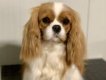 cavalier-king-charles-spaniel-stenci-small-4