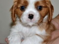 cavalier-king-charles-spaniel-stenci-small-0