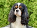 cavalier-king-charles-spaniel-stenci-small-3