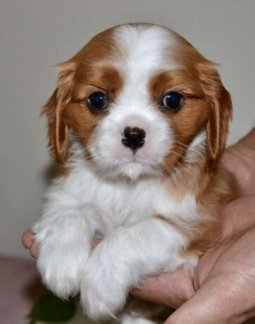 cavalier-king-charles-spaniel-stenci-big-0