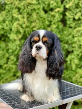 cavalier-king-charles-spaniel-stenci-big-3