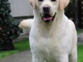 top-leglo-labrador-retrivera-small-4