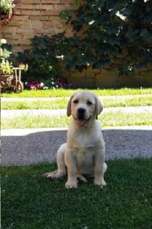 top-leglo-labrador-retrivera-big-2