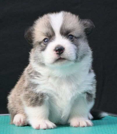 velski-korgiwelsh-corgi-pembroke-big-2