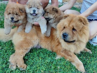 Chow-Chow prelepi štenci
