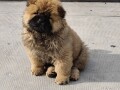 cau-cau-chow-chow-stenad-oba-pola-small-2