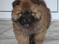 cau-cau-chow-chow-stenad-oba-pola-small-4