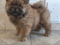 cau-cau-chow-chow-stenad-oba-pola-small-0