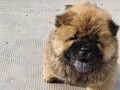 cau-cau-chow-chow-stenad-oba-pola-small-3