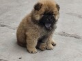 cau-cau-chow-chow-stenad-oba-pola-small-1