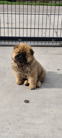 cau-cau-chow-chow-stenad-oba-pola-big-2