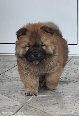 cau-cau-chow-chow-stenad-oba-pola-big-4