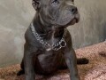 american-bully-exotic-micro-puppies-americki-bully-exotic-micro-stenci-small-1