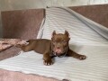 american-bully-exotic-micro-puppies-americki-bully-exotic-micro-stenci-small-0