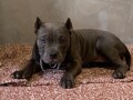 american-bully-exotic-micro-puppies-americki-bully-exotic-micro-stenci-small-3