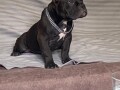 american-bully-exotic-micro-puppies-americki-bully-exotic-micro-stenci-small-4