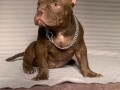 american-bully-exotic-micro-puppies-americki-bully-exotic-micro-stenci-small-2