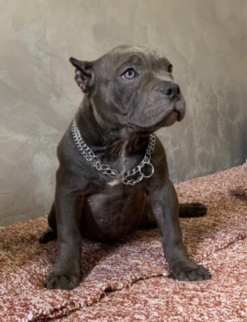 american-bully-exotic-micro-puppies-americki-bully-exotic-micro-stenci-big-1