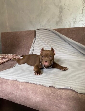 american-bully-exotic-micro-puppies-americki-bully-exotic-micro-stenci-big-0