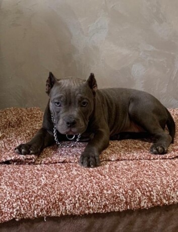 american-bully-exotic-micro-puppies-americki-bully-exotic-micro-stenci-big-3