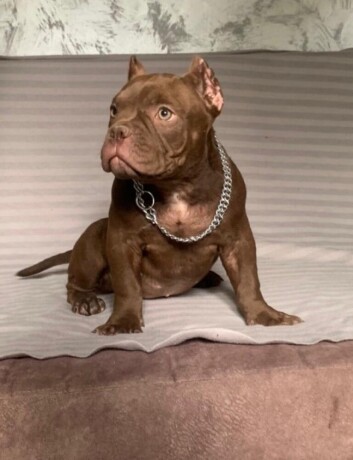 american-bully-exotic-micro-puppies-americki-bully-exotic-micro-stenci-big-2