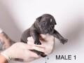 americki-bully-pocket-micro-stenci-american-bully-small-1