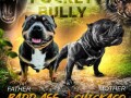 americki-bully-pocket-micro-stenci-american-bully-small-0