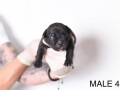 americki-bully-pocket-micro-stenci-american-bully-small-3