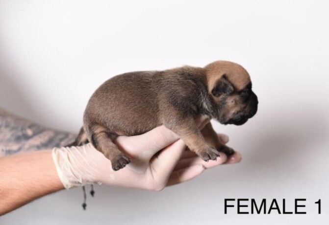 americki-bully-pocket-micro-stenci-american-bully-big-4