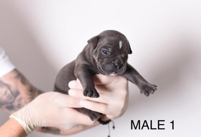 americki-bully-pocket-micro-stenci-american-bully-big-1