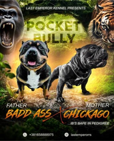 americki-bully-pocket-micro-stenci-american-bully-big-0