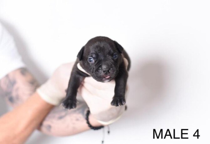 americki-bully-pocket-micro-stenci-american-bully-big-3