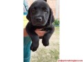 labrador-stenci-small-1