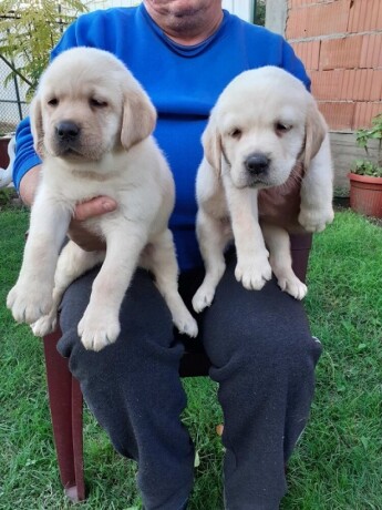 labrador-stenci-big-3