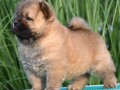 chow-chow-cau-cau-cau-cau-small-3