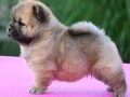 chow-chow-cau-cau-cau-cau-small-1