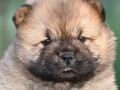 chow-chow-cau-cau-cau-cau-small-2