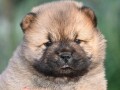 chow-chow-cau-cau-cau-cau-small-4