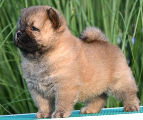 chow-chow-cau-cau-cau-cau-big-3