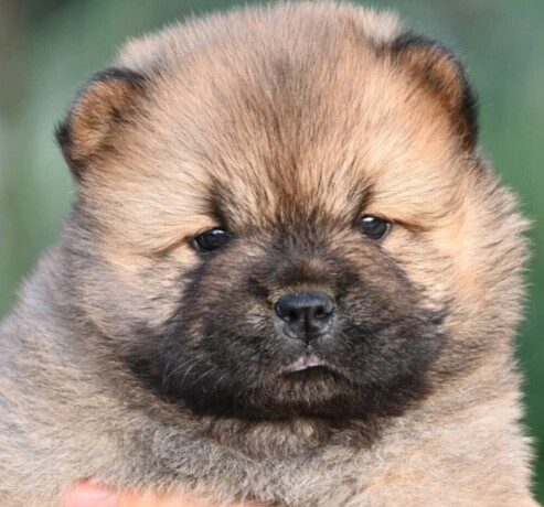 chow-chow-cau-cau-cau-cau-big-2