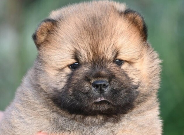 chow-chow-cau-cau-cau-cau-big-4