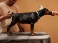 doberman-stenci-small-4