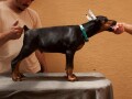 doberman-stenci-small-1