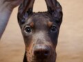 doberman-stenci-small-3