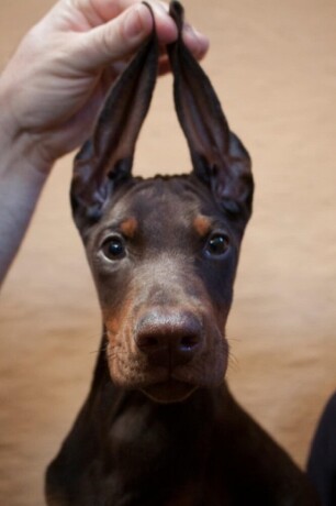 doberman-stenci-big-3