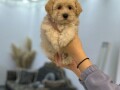 maltipoo-vrhinske-genetike-small-2