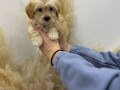 maltipoo-small-1